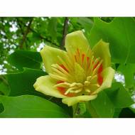 Саженец тюльпанового дерева (Лириодендрона) в контейнере